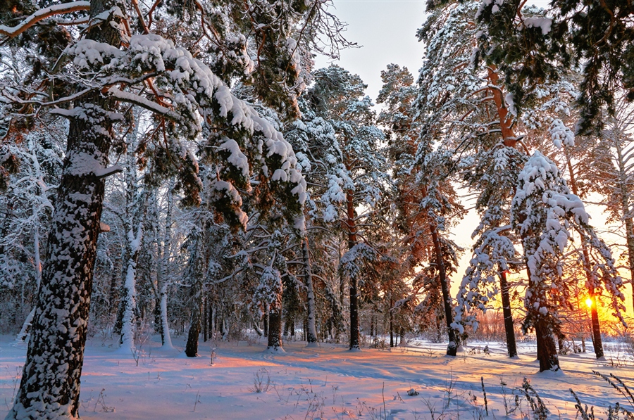 Фото жизнь
