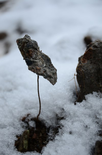 Фото жизнь - Александр Шаварёв-Карапат - корневой каталог - Каменный цветок.