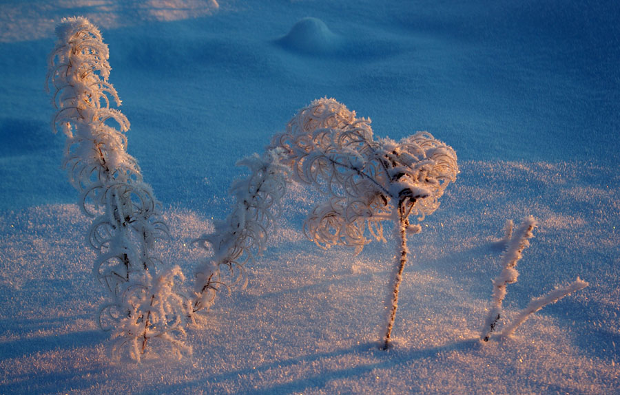 Фото жизнь - Виктор Солодухин - Сказочная зима - В зимних нарядах