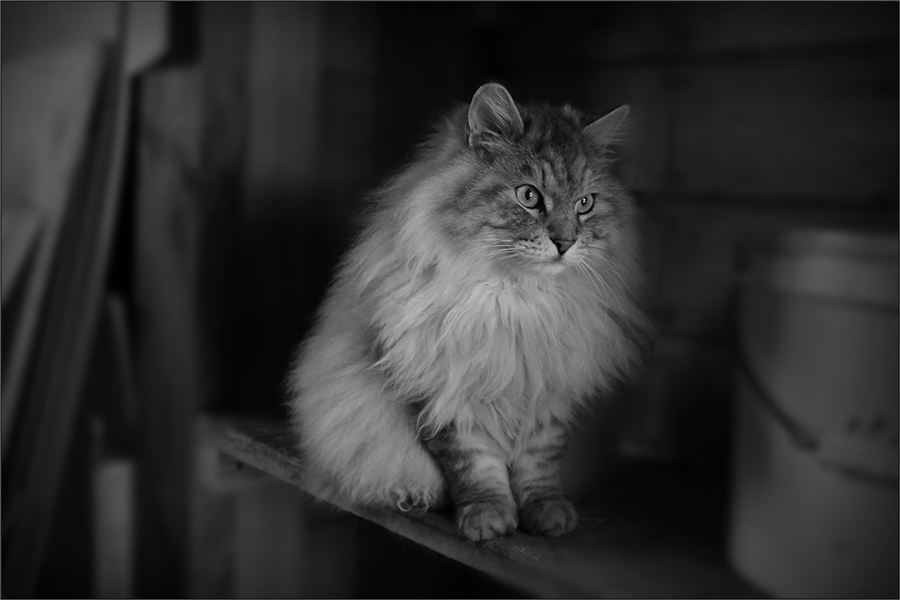 Фото жизнь