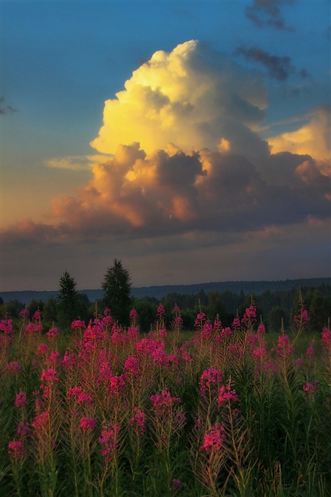 Фото жизнь