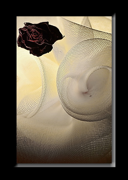 Фото жизнь (light) - sergey n - корневой каталог - черная роза эмблема печали