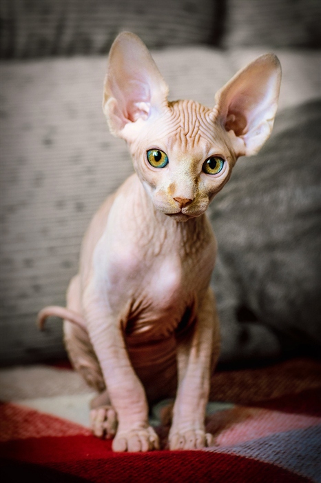 Фото жизнь - Маруся Майорова - корневой каталог - Котофото