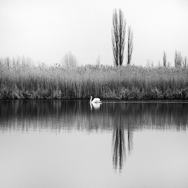 Фото жизнь (light) - Дий Ива - корневой каталог - Лебедь 