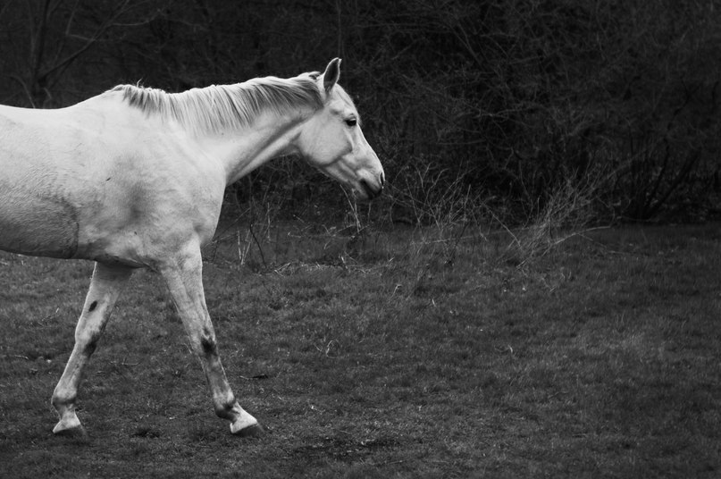 Фото жизнь (light) - Дий Ива - Кони - Белый талисман (White mascot)