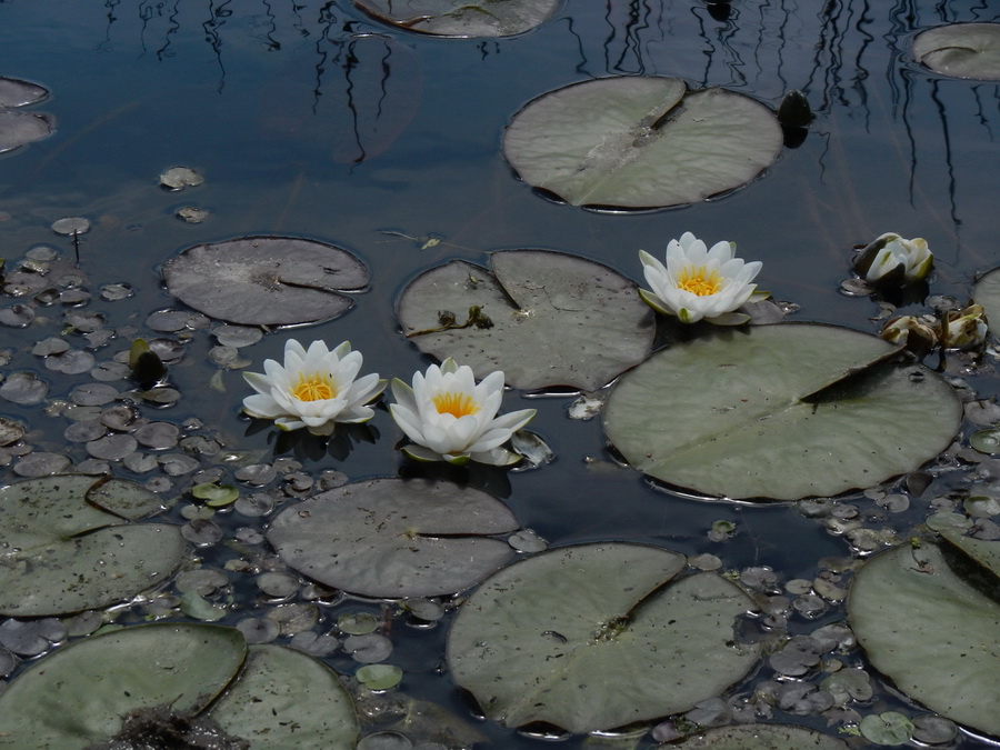 Фото жизнь (light) - Владимир Юрков - корневой каталог - Водные цветы