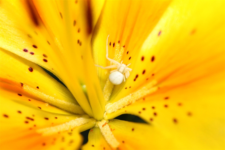 Опасный охотник