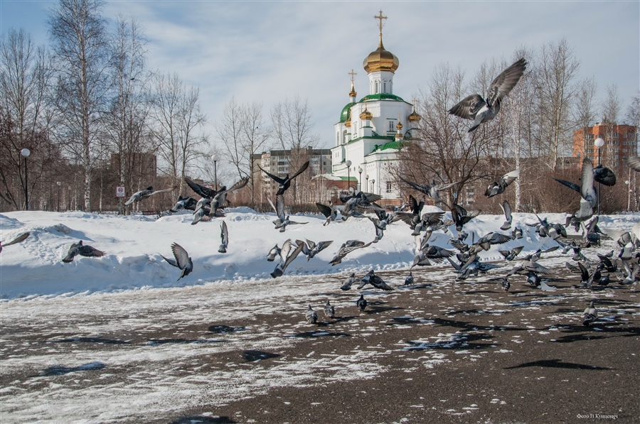 Голуби