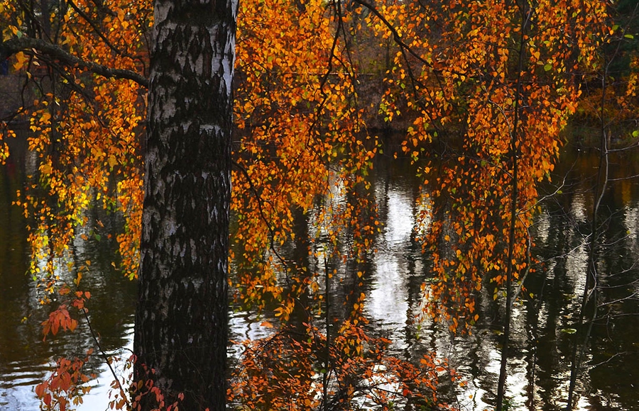 Фото жизнь