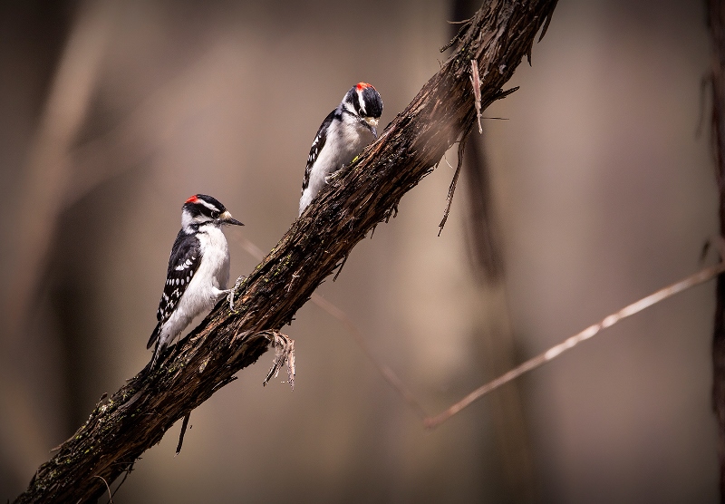 Фото жизнь - DVK - Woodpecker - Пернатая дружба ради полена!