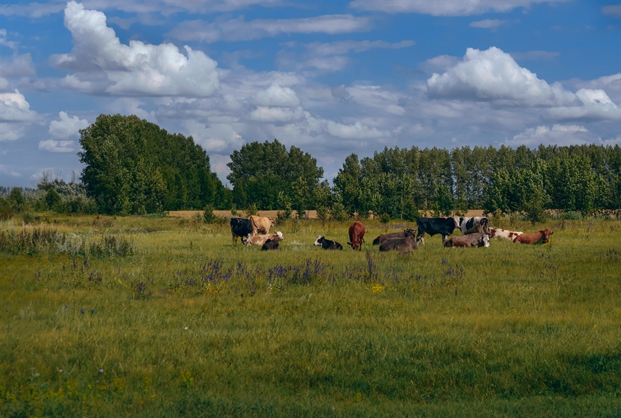 Фото жизнь