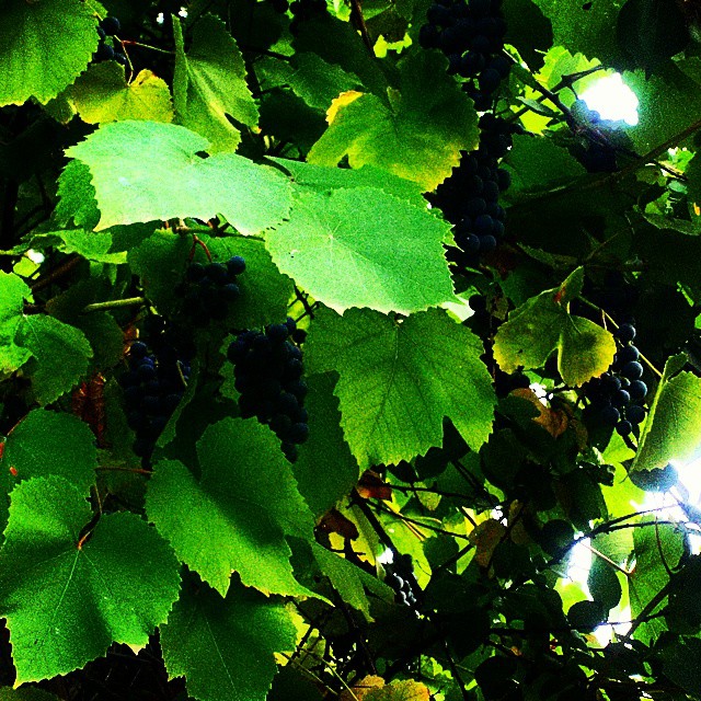 Фото жизнь (light) - Ольга Сафонова - корневой каталог - картина