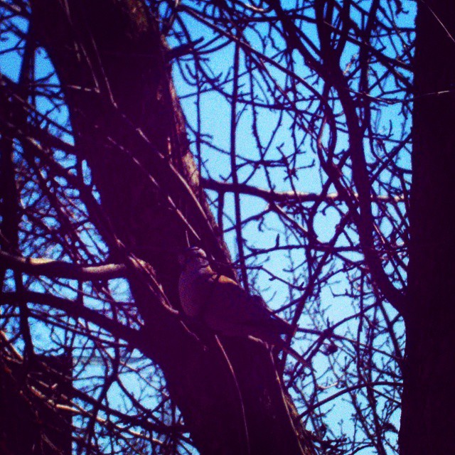 Фото жизнь (light) - Ольга Сафонова - корневой каталог - картина голуб на дереве