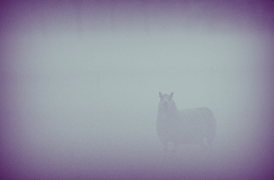 Фото жизнь (light) - ака Японец - ака Японец иногда снимает фотоаппаратом - ЙожиГ в тумане