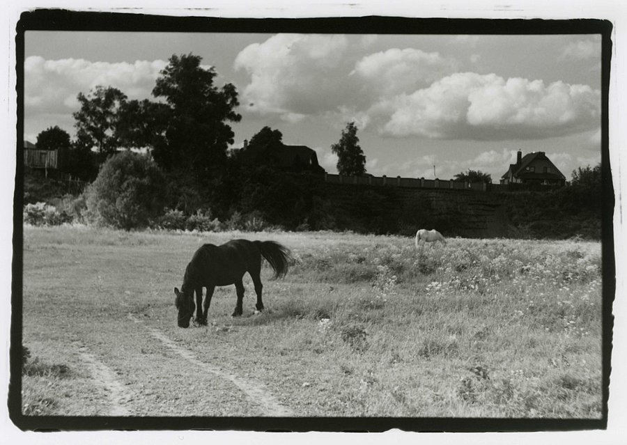 Фото жизнь - Александр Клёнов - Суздаль - Black and white horse.
