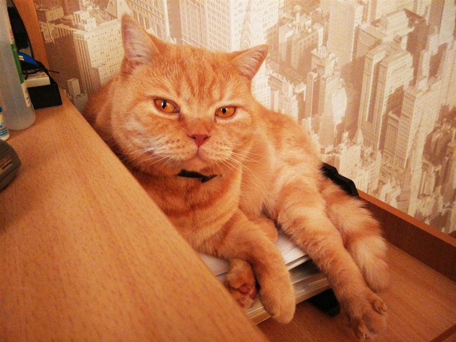 Наглый Рыжий