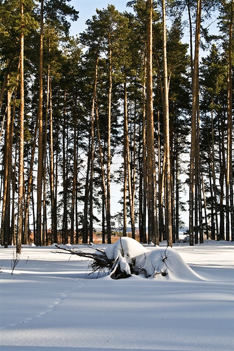 Фото жизнь
