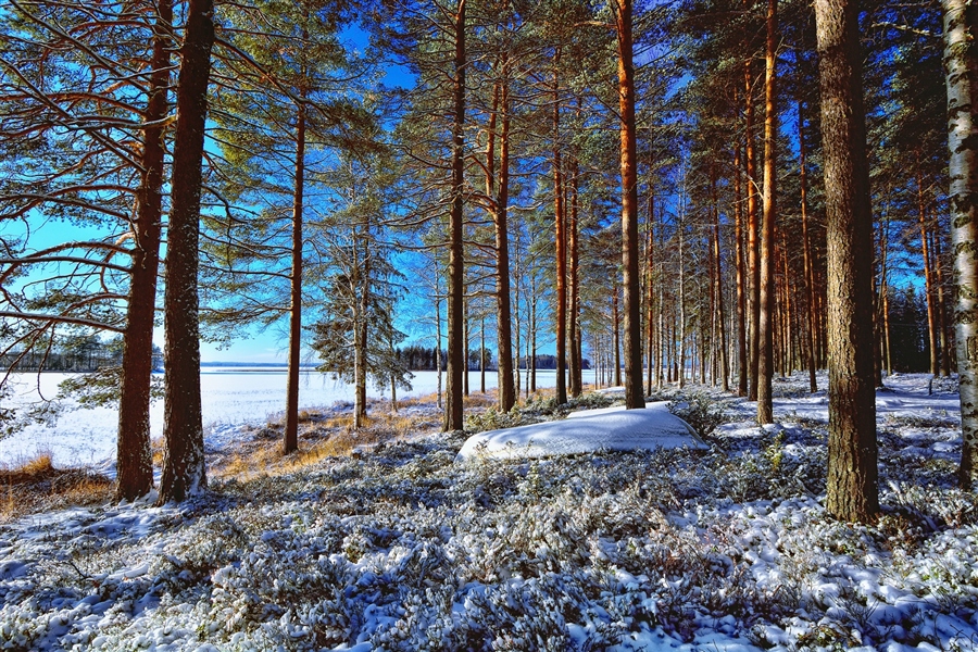 Фото жизнь