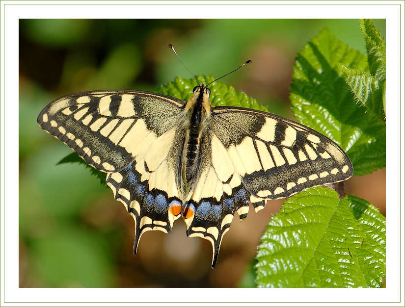 Фото жизнь (light) - chark - корневой каталог - Почти портрет махаона :)