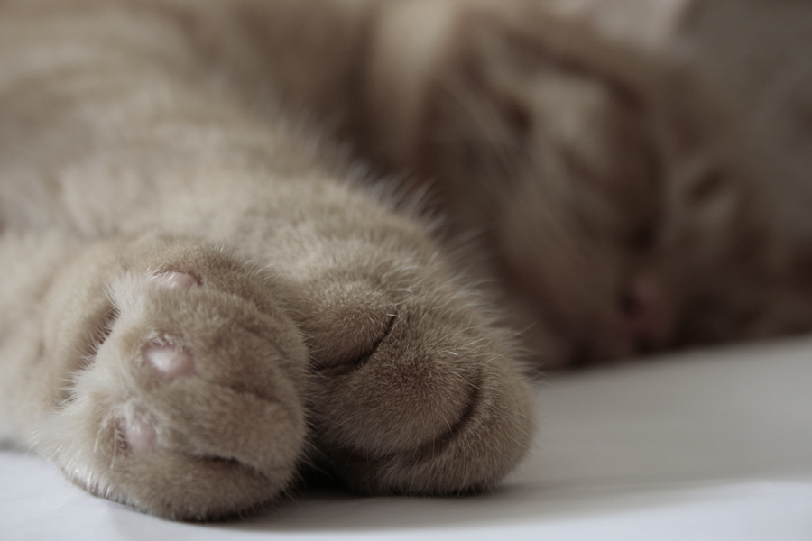 Фото жизнь (light) - kat_ja - корневой каталог - мякие лапы