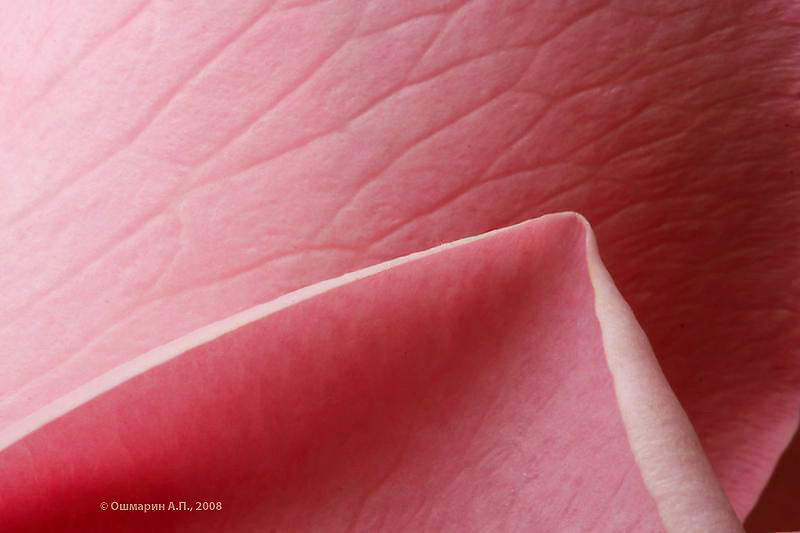Фото жизнь (light) - Александр Ошмарин - Портреты растений - Розовый треугольник
