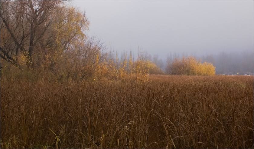 Фото жизнь (light) - SMirage - Утро туманное - На берегу грустят деревья