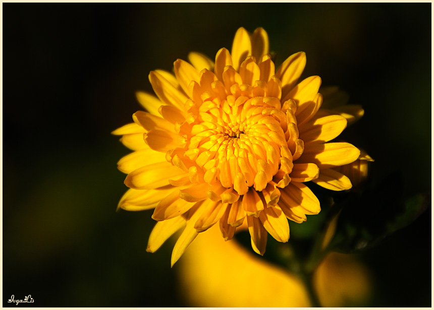 Фото жизнь (light) - IvgaLis - корневой каталог - Осенний цветок