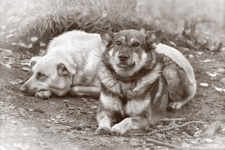 Фото жизнь (light) - Seja - корневой каталог - Про собак приюта....