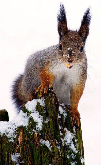 Фото жизнь (light) - Andrey Y. Polees - Animals - про орешек... :)
