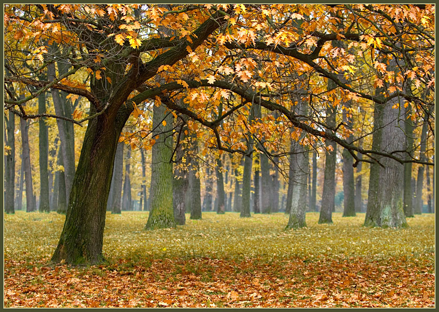 Фото жизнь (light) - Vladimir Landin - П е й з а ж  - Осень в дубовой роще