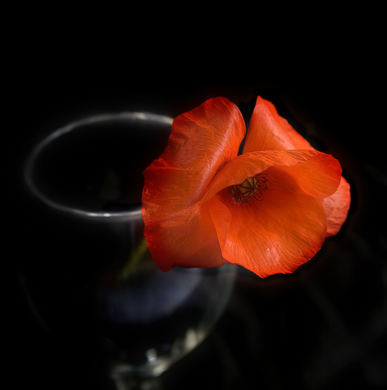 Фото жизнь (light) - Melonik - Flowers and Still life - Маковый цвет