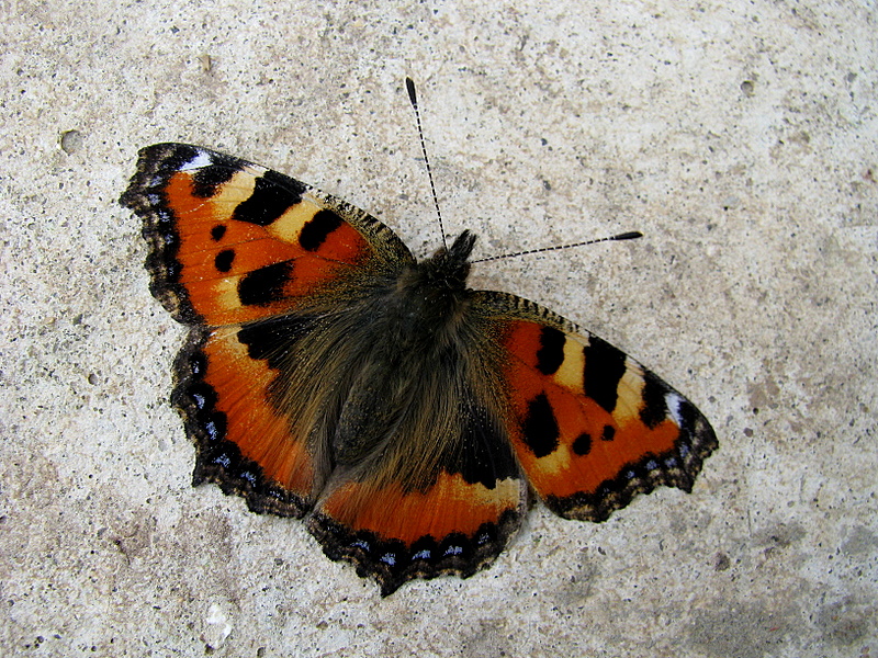 Фото жизнь - Наталья Левина - корневой каталог - бабочка