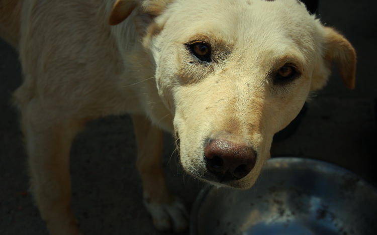 Фото жизнь (light) - Rostik - корневой каталог - А где пожрать?