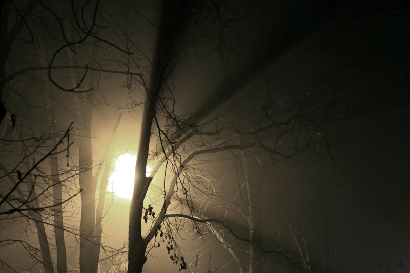 Фото жизнь (light) - kirya - корневой каталог - лесные сети..