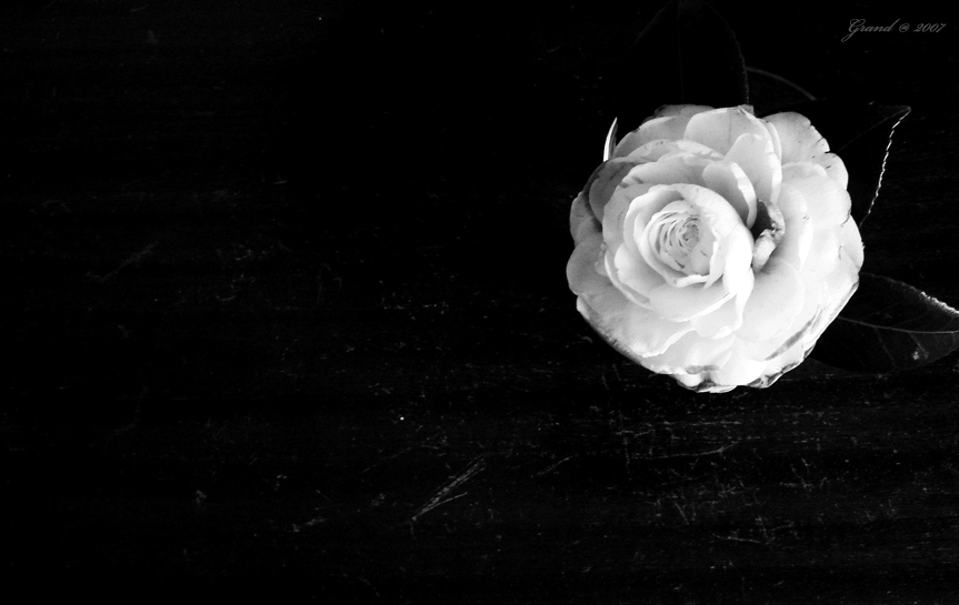 Фото жизнь (light) - Grand - ч/б - Добро и зло