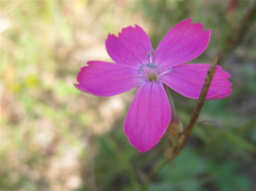 Фото жизнь (light) - Slavnaya - природа - Розовый