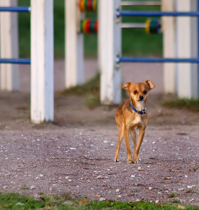 Фото жизнь (light) - Suryan - Животные и птицы - ....Маленькая собака навсегда остаётся щенком...