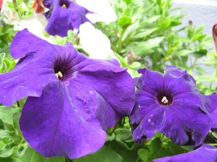 Фото жизнь (light) - Moke - Картинки не о людях - фиолет