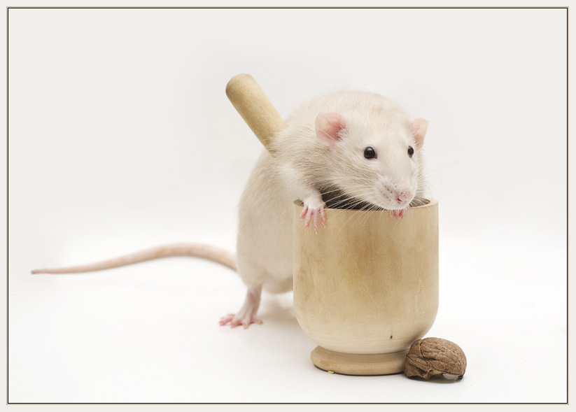 Фото жизнь (light) - Jessy - Alb3. Fancy Rats - Кажется, справился!