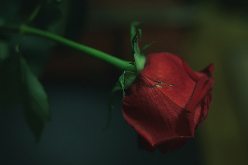 Фото жизнь (light) - Vesa - = World Around = - *** /4