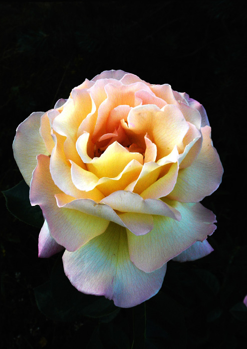 Фото жизнь (light) - виктор чернов - мир роз - роза мира