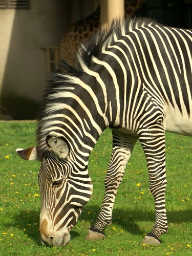 Фото жизнь (light) - bustrik - корневой каталог - Зебра 2