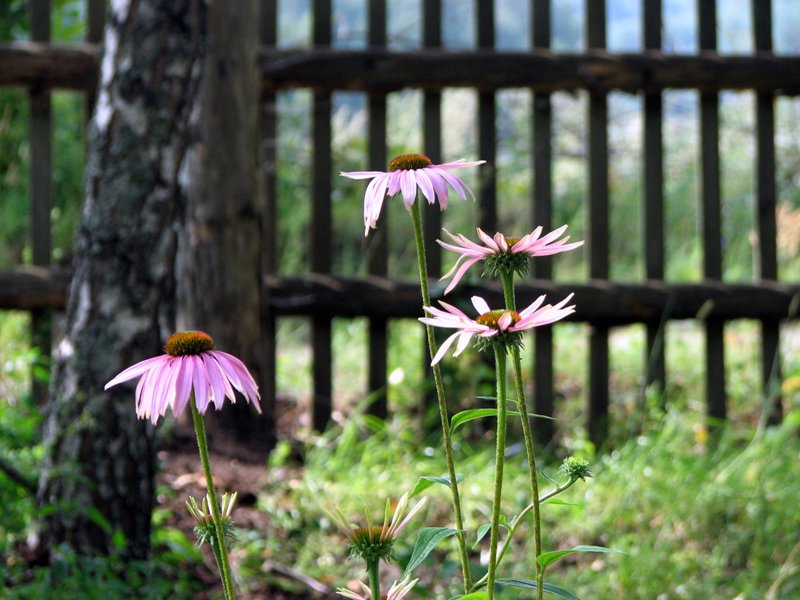 Фото жизнь - Лариса Заборовская - Мой прекрасный сад - Эхинацея пурпурная или начало осени...