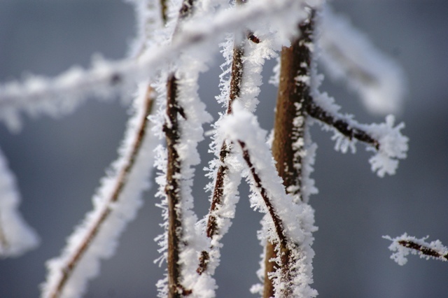 Фото жизнь (light) - Tatyana Kremnjova Татьяна Кремнёва - корневой каталог - White snow