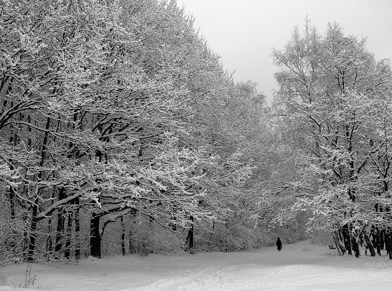 Фото жизнь - Sergey - Природа - Падал прошлогодний снег