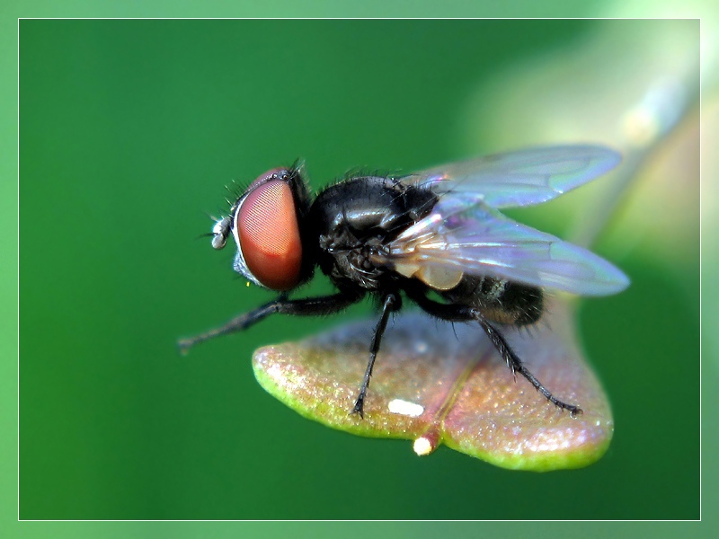 Фото жизнь (light) - moskaev - корневой каталог - кроха