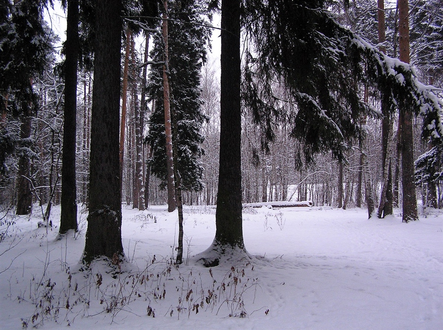 Фото жизнь