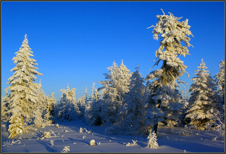 Фото жизнь - Виктор Солодухин - Сказочная зима - Заколдованный лес