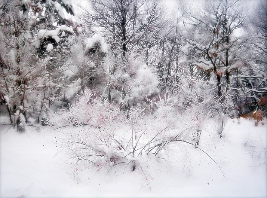 Фото жизнь - SYY - корневой каталог - Зима