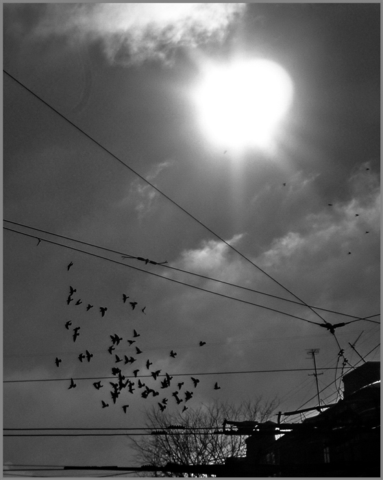 Фото жизнь (light) -  Сергей Якубенко - корневой каталог - птицы над городом